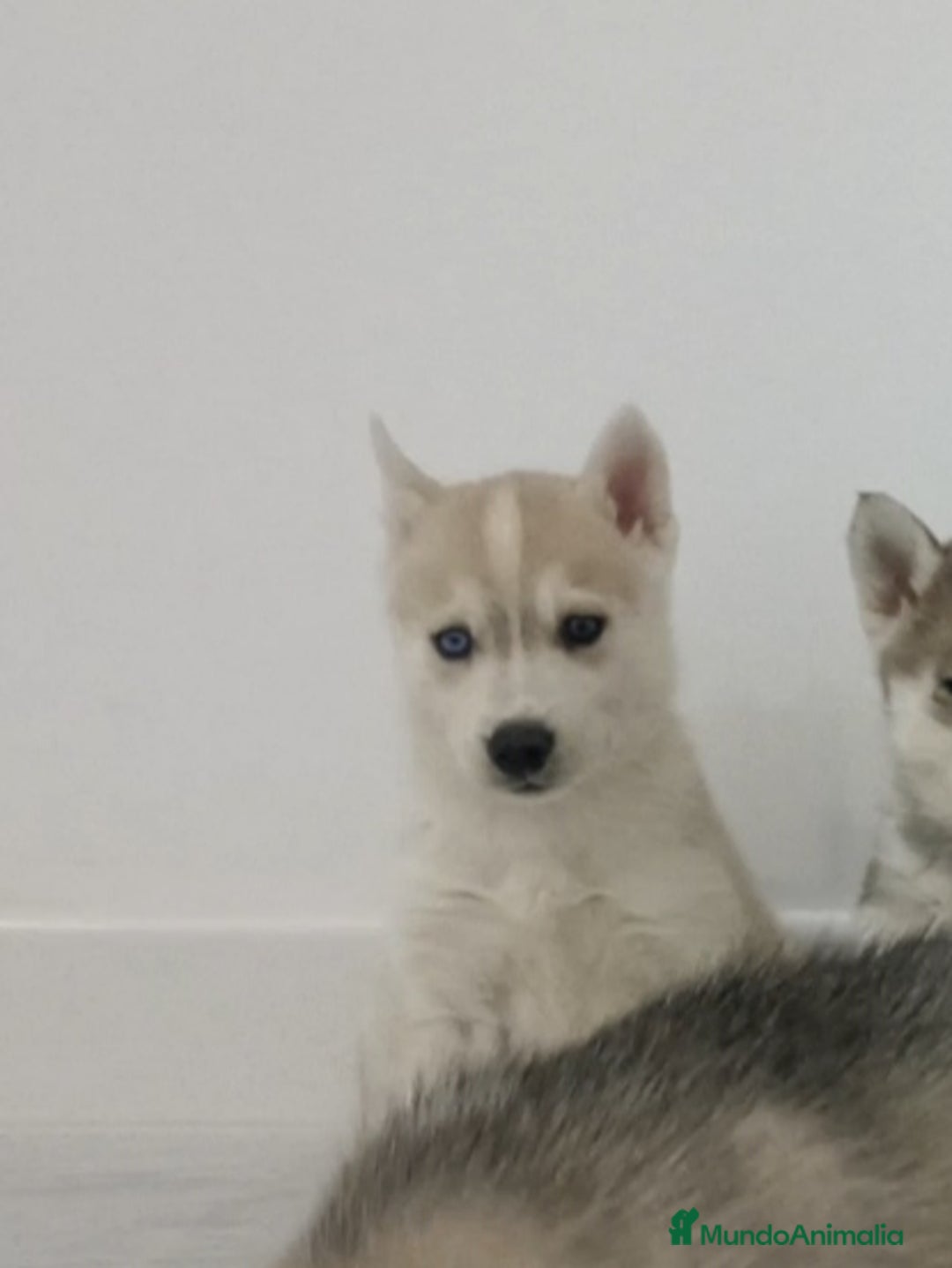 Husky Siberiano perros en venta: Hembra husky siberiano - Anuncio 3