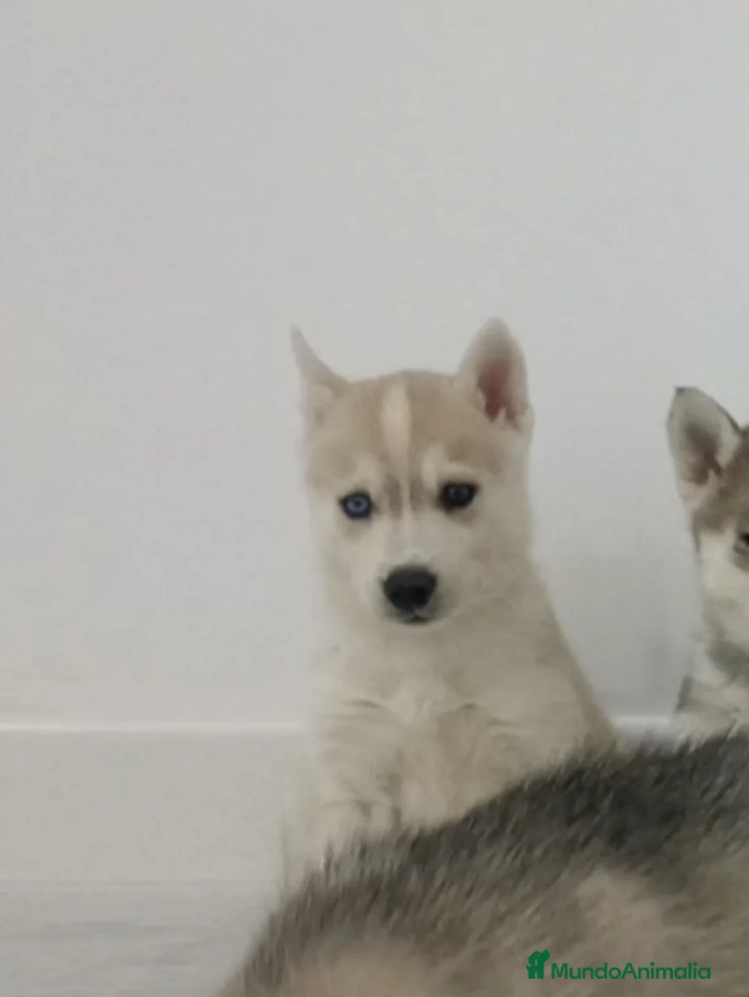 Husky Siberiano perros en venta: Hembra husky siberiano - Anuncio 3