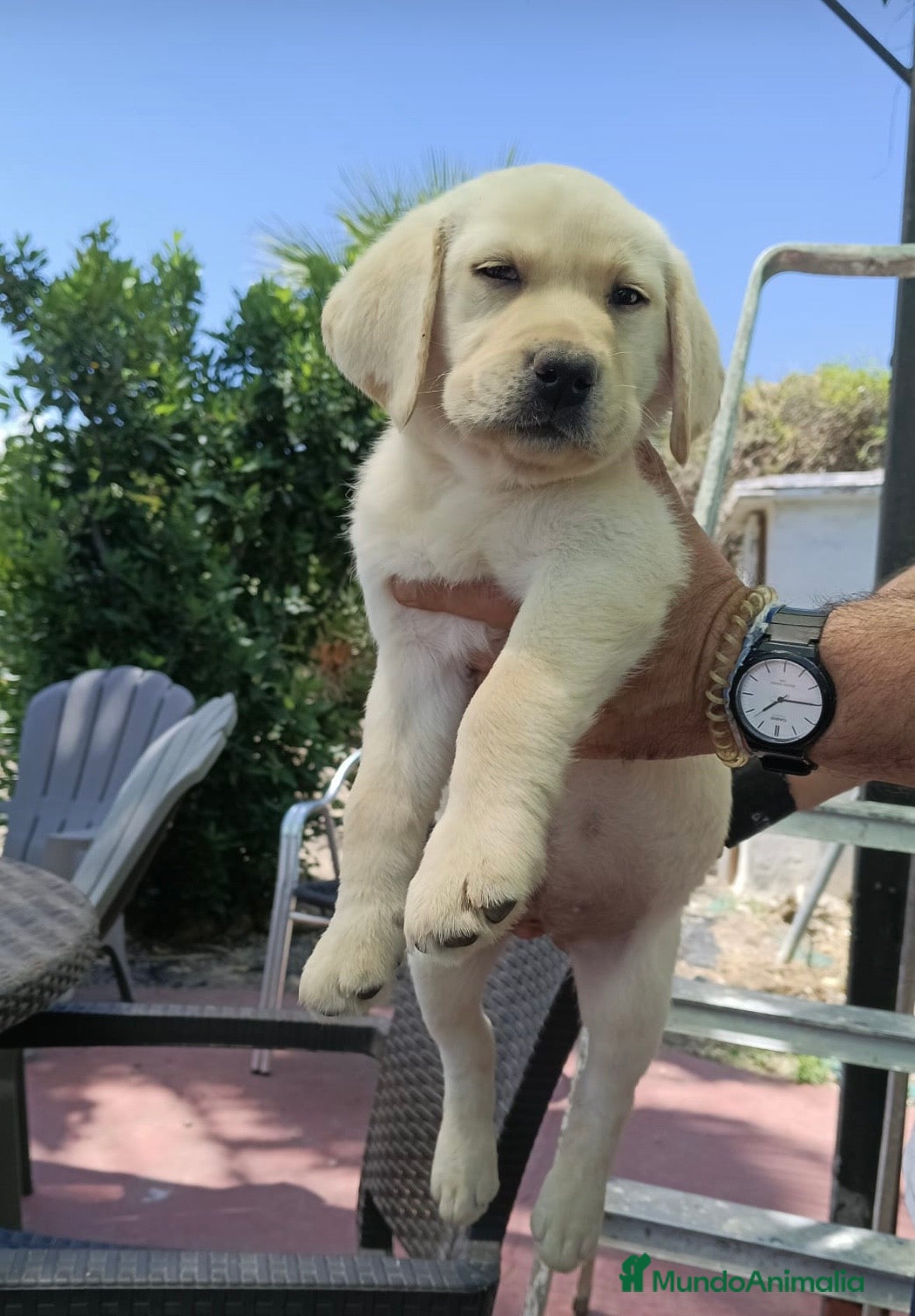 Labrador Retriever perros Hembra labrador retriever disponible 🐶🐾 - Anuncio 1