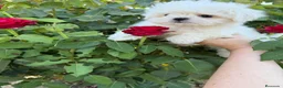 Bichón Maltés perros en venta: Bichon Maltés muy buenas líneas mini toy !! - Anuncio 5