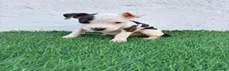 American Staffordshire-Terrier perros en venta: American Stanffordshire terrier - Anuncio 19