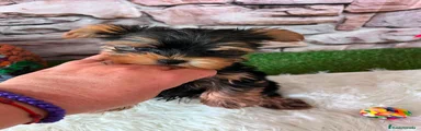 Yorkshire Terrier 3