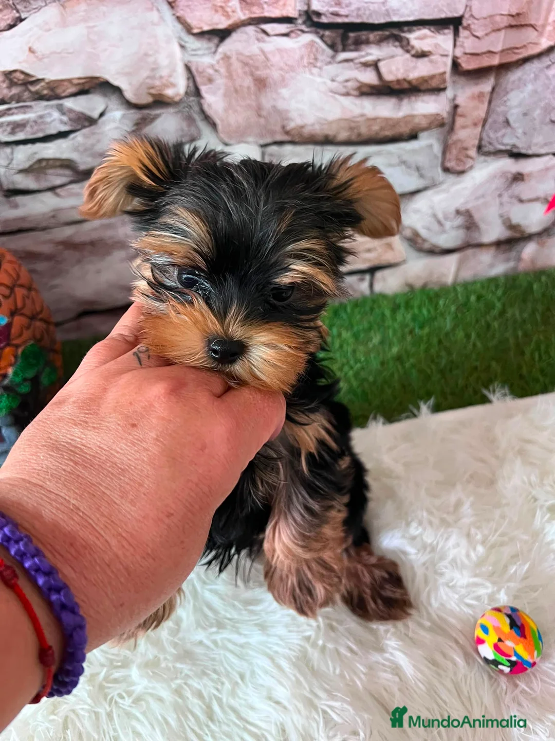 Yorkshire Terrier perros en venta: YORKSHRIE MINI TOY - Anuncio 5