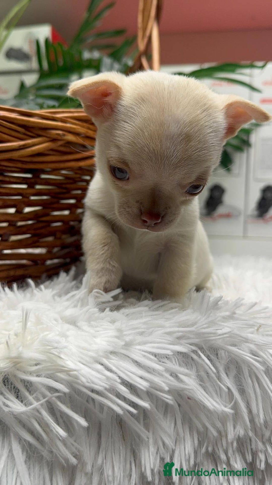 Chihuahua perros en venta: CHIHUAHUA HEMBRA - Anuncio 8