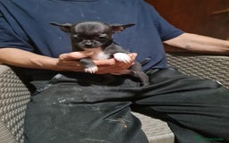 Chihuahua perros en venta: Chihuahua toy - Imagen 8