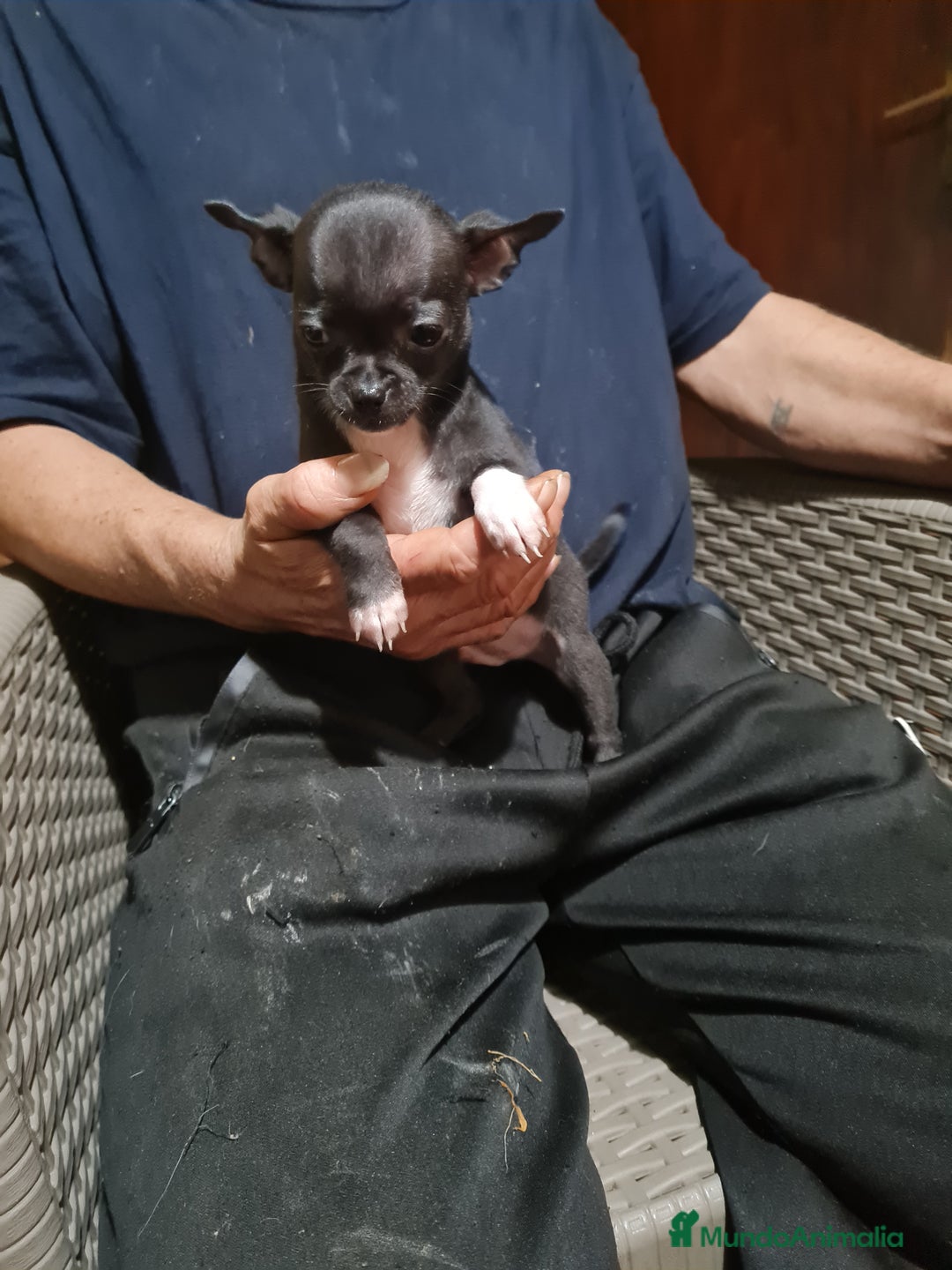 Chihuahua perros en venta: Chihuahua toy - Imagen 8