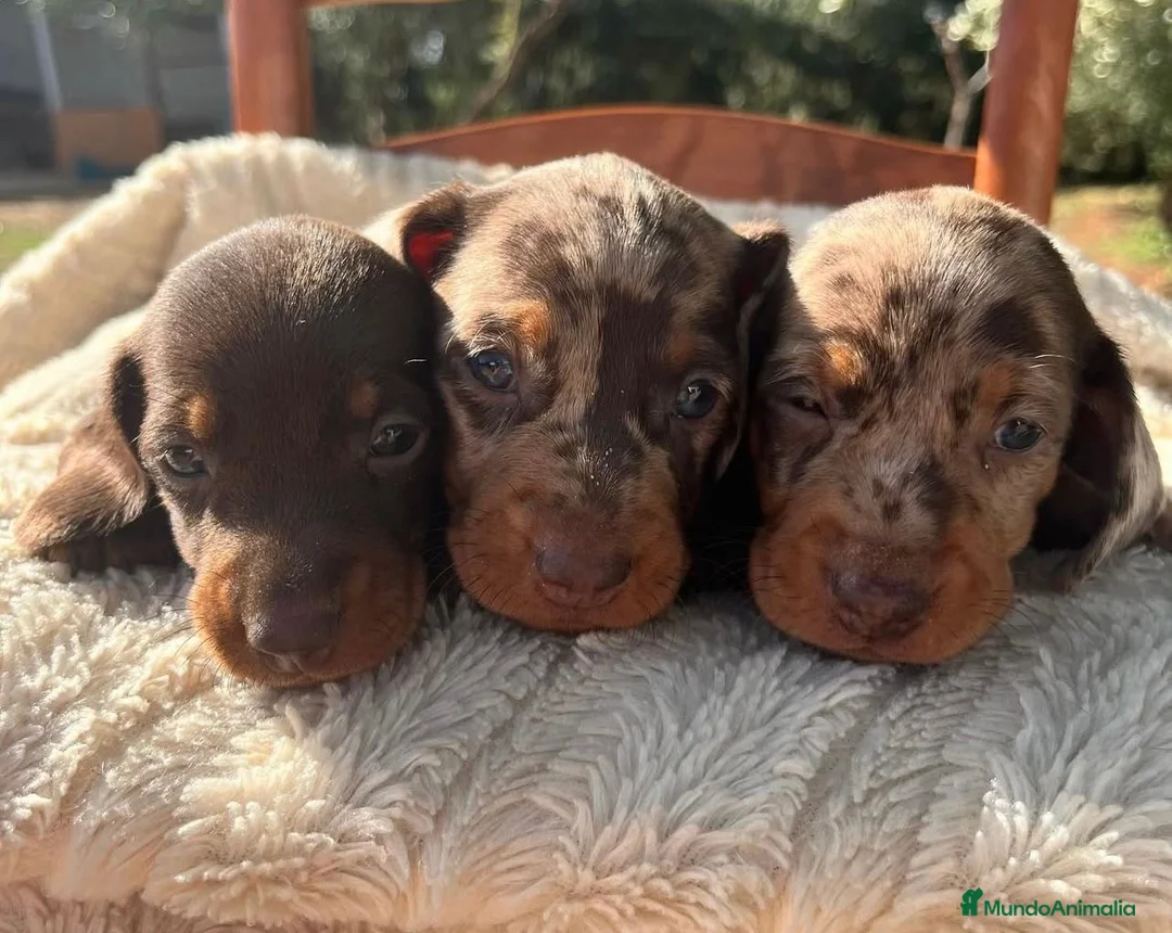 Teckel Miniatura perros en venta: Teckel mini en Illes Balears - Anuncio 5