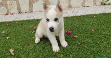 Husky Siberiano perros - Propaganda 16