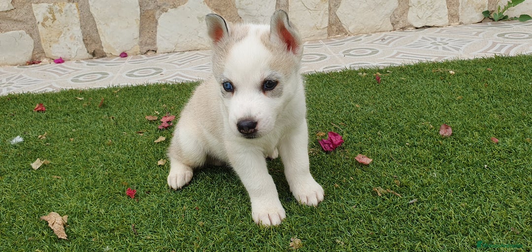 Husky Siberiano perros en venta: Cachorros Husky Siberiano  - Imagen 2