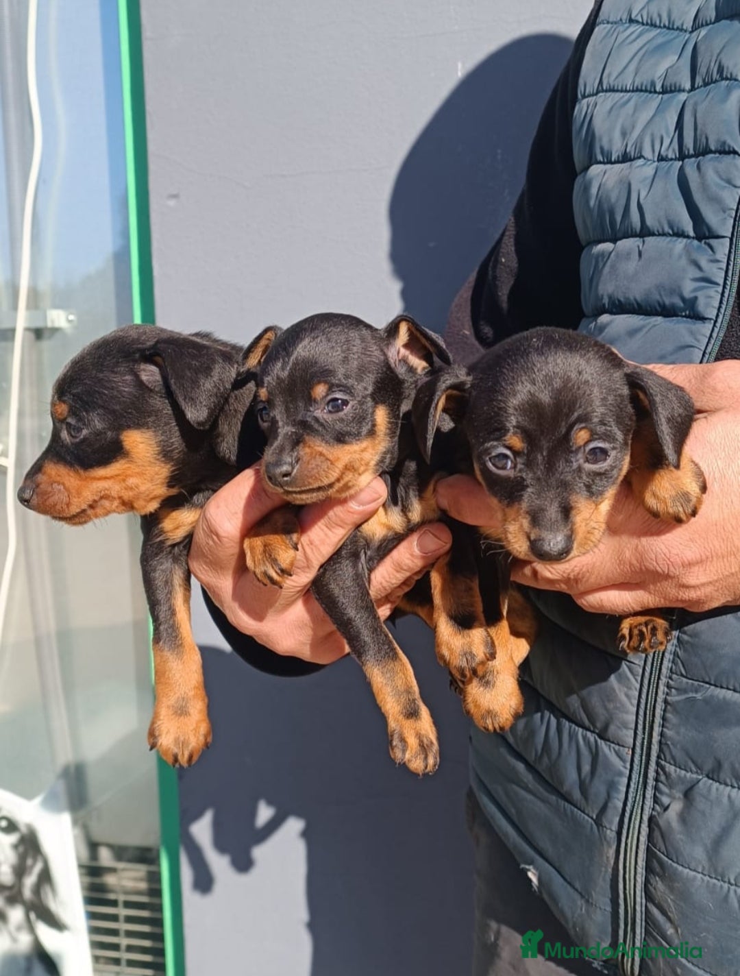 Pinscher Miniatura perros Cachorros de mini Pincher  - Anuncio 1