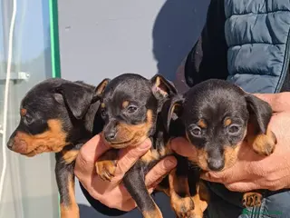 Pinscher Miniatura perros Cachorros de mini Pincher - Anuncio 1