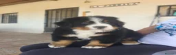 Boyero de Berna perros en venta: BOYERO DE BERNA 2 hembras  - Anuncio 5