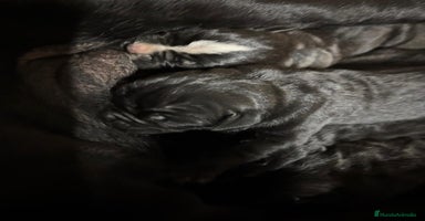 Cane Corso perros CACHORROS CANE CORSO - Anuncio 1