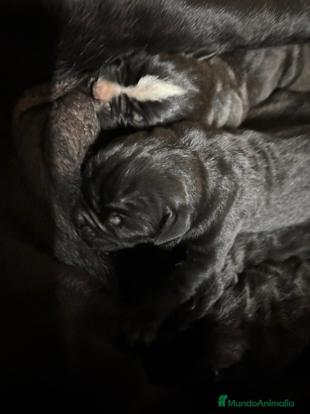 Cane Corso perros en venta: CACHORROS CANE CORSO - Anuncio 3