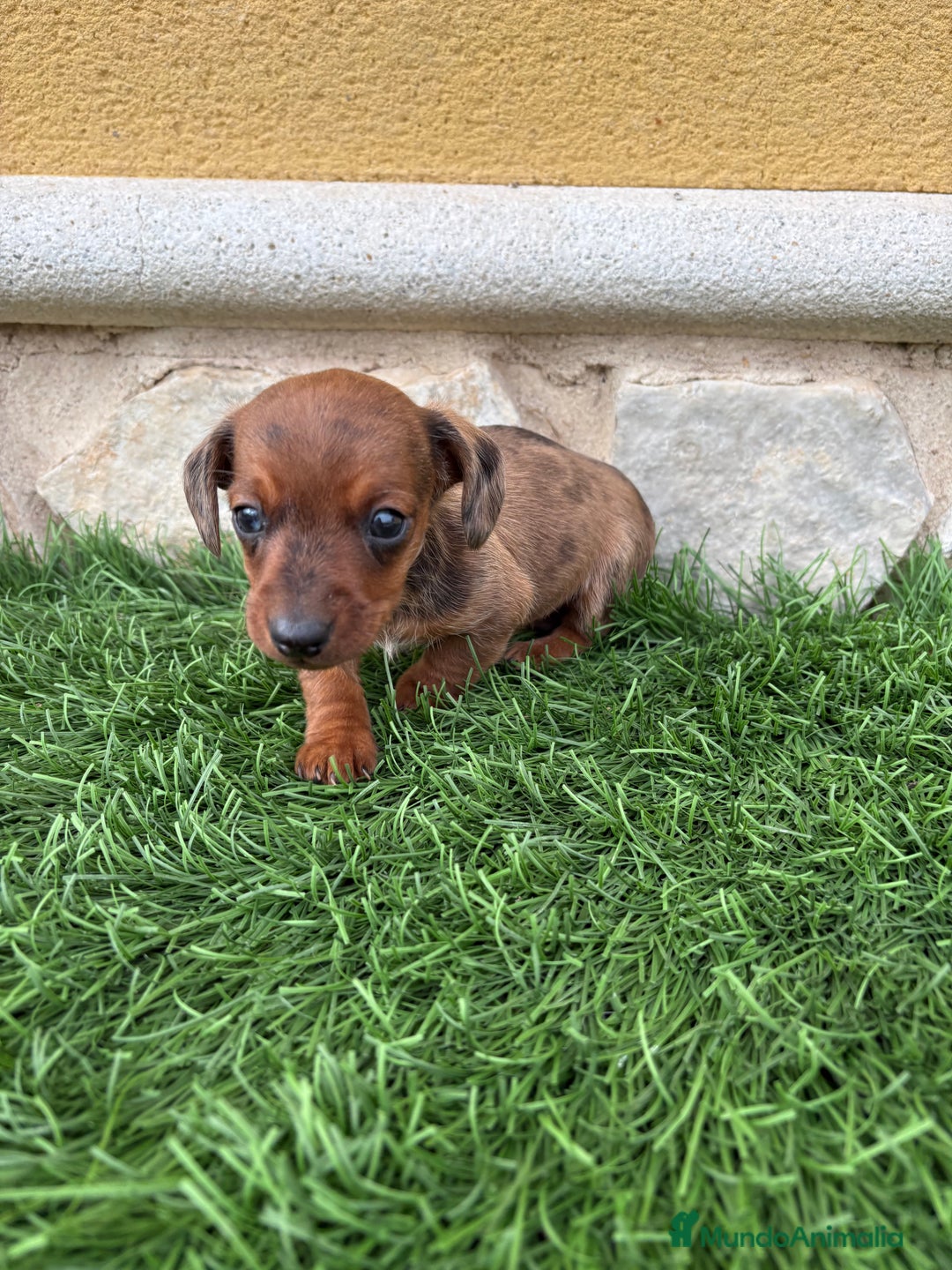 Teckel Miniatura perros en venta: Teckel Kaninchen macho Merle chocolate diluido  - Anuncio 11