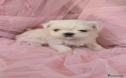 Bichón Maltés perros en venta: Bichón maltes coreano Macho y Hembra  - Imagen 7