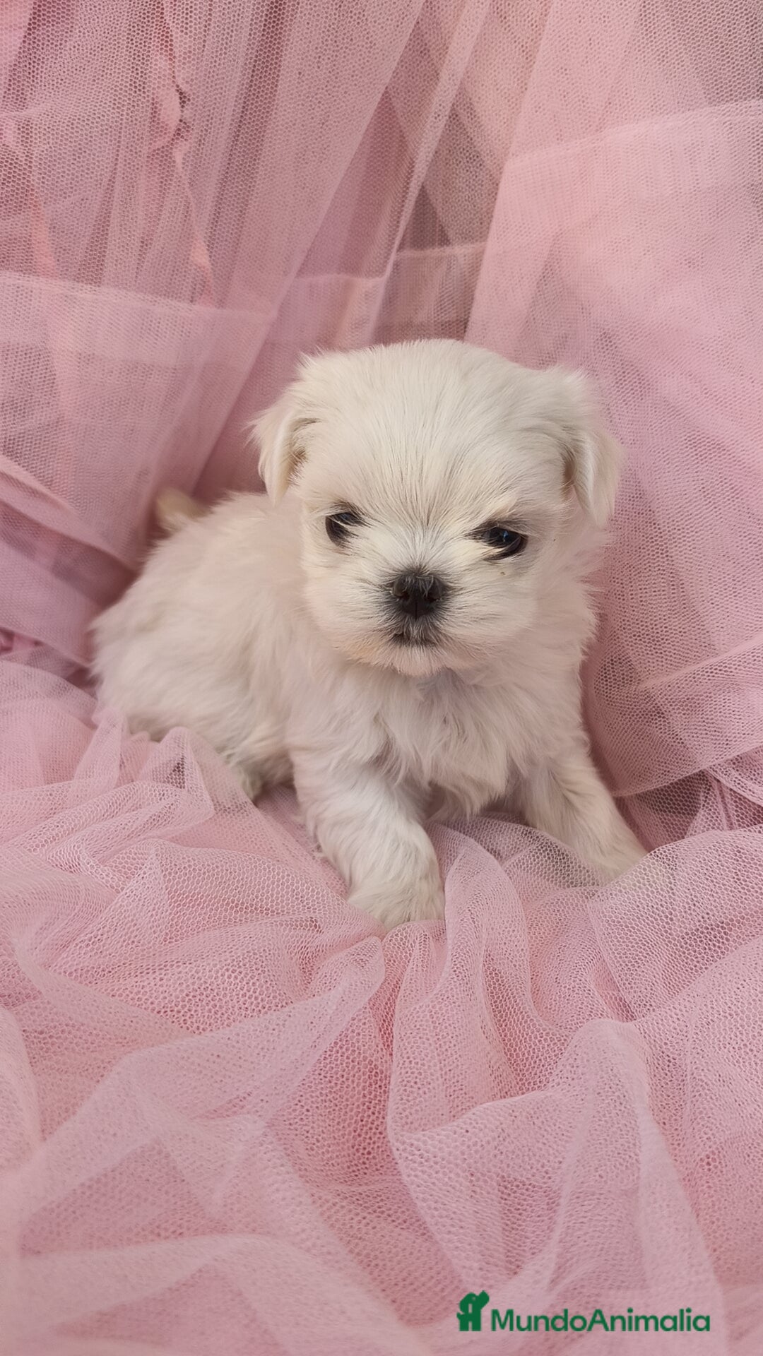 Bichón Maltés perros en venta: Bichón maltes coreano Macho y Hembra  - Imagen 7