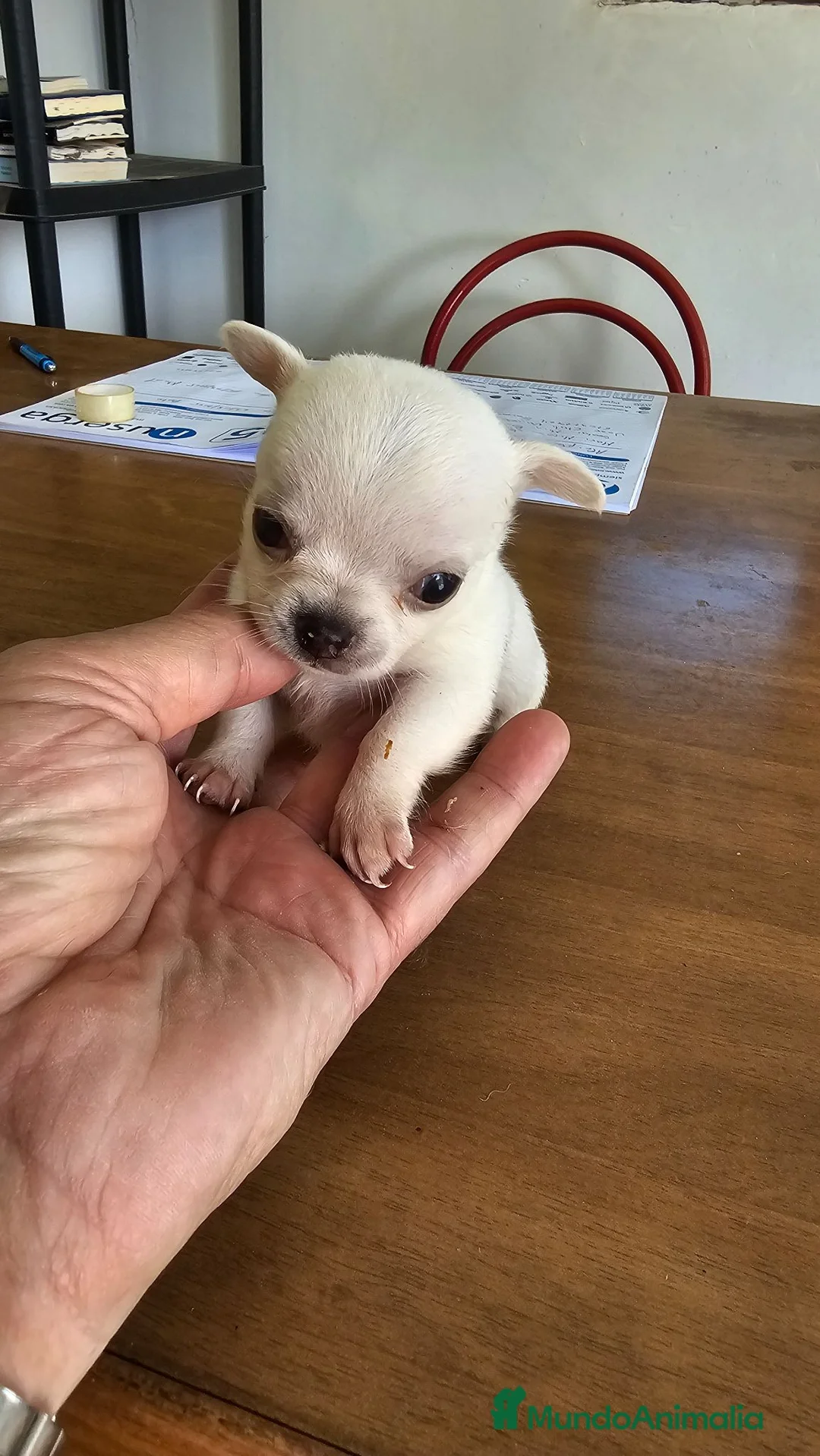 Chihuahua perros en venta: Chihuahuas mini toy  - Anuncio 1