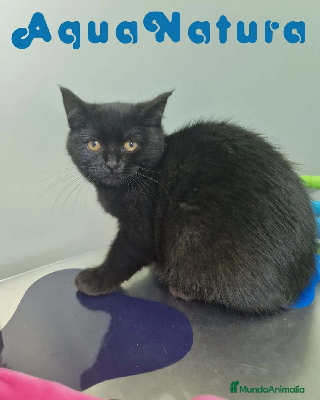 Británico de Pelo Corto gatos en venta: British Shorthair Hembra 1735 AQUANATURA - Anuncio 1