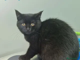 Británico de Pelo Corto gatos British Shorthair Hembra 1735 AQUANATURA - Anuncio 4