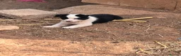 Border Collie perros en venta: Border collies de Calidad  - Anuncio 3