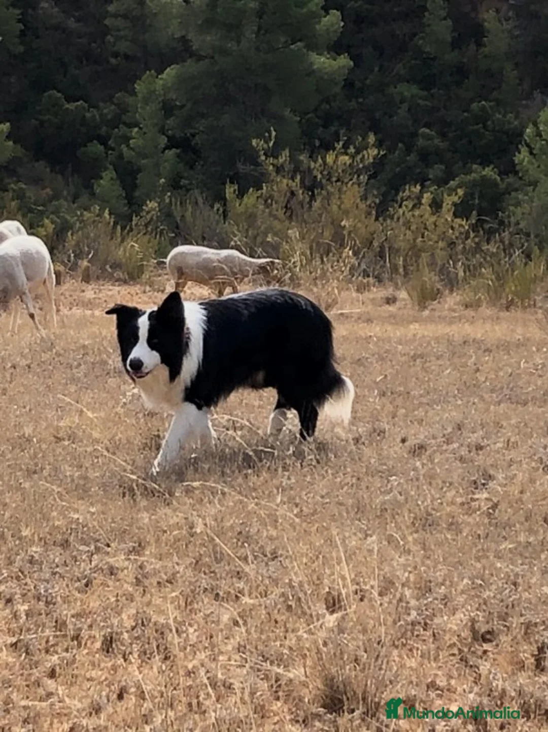 Imagen de galería {{count}}