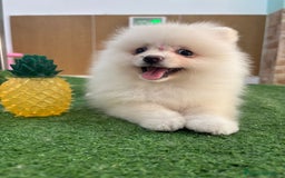 Pomerania perros en venta: Exclusivo Pomerania hembra, super toy  - Imagen 1