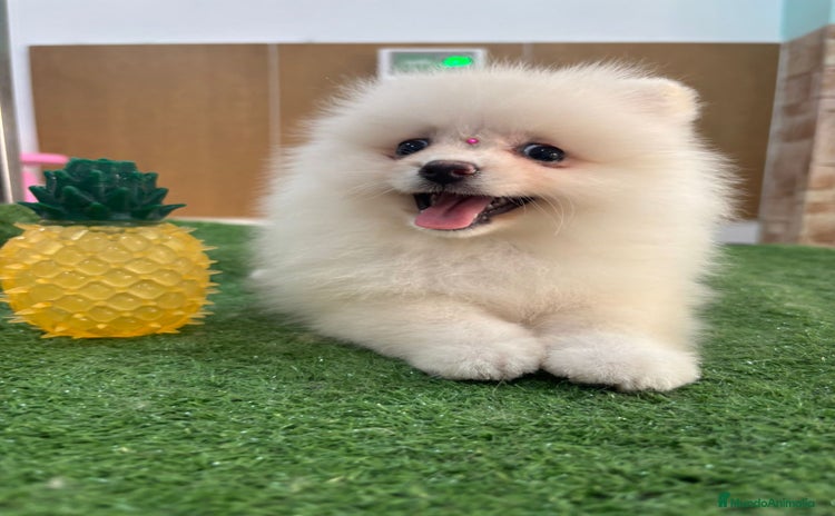 Pomerania perros - Propaganda 7