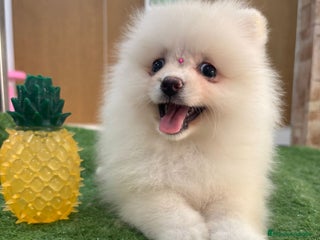 Pomerania perros Exclusivo Pomerania hembra, super toy - Anuncio 2