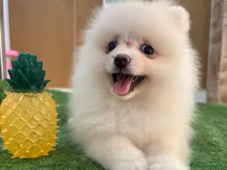 Pomerania perros Exclusivo Pomerania hembra, super toy - Anuncio 32
