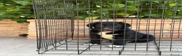 Pastor de Asia Central perros en venta: Macho y hembra alabai - Anuncio 3