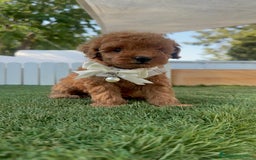 Caniche Toy perros en venta: CANICHE TOY  - Imagen 14