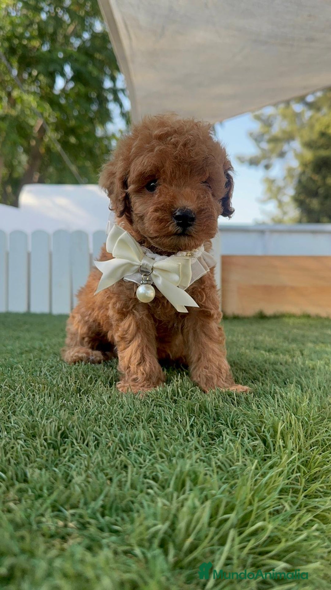 Caniche Toy perros en venta: CANICHE TOY  - Imagen 14