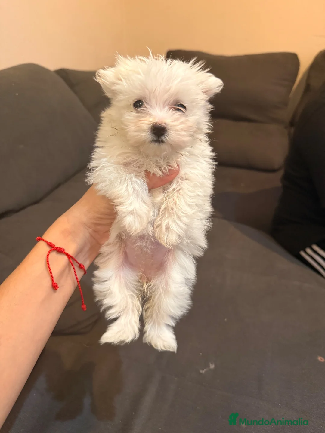 Bichón Maltés perros en venta: Bichon maltés hembra  - Anuncio 1