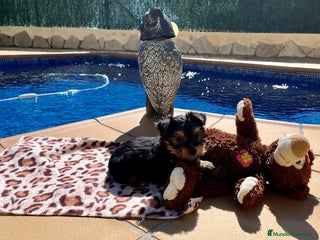 Yorkshire Terrier perros en Barcelona - Anuncio 17