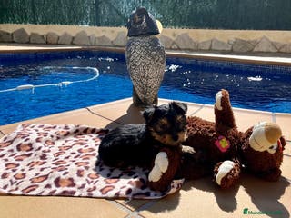 Yorkshire Terrier perros Yorkshire preciosos en Barcelona - Anuncio 11