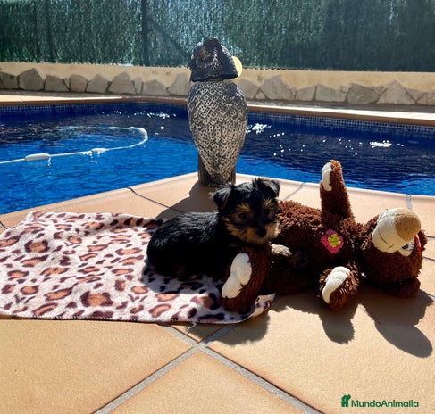 Yorkshire Terrier perros en Barcelona - Anuncio 19