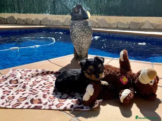 Yorkshire Terrier perros Yorkshire preciosos en Barcelona - Anuncio 1