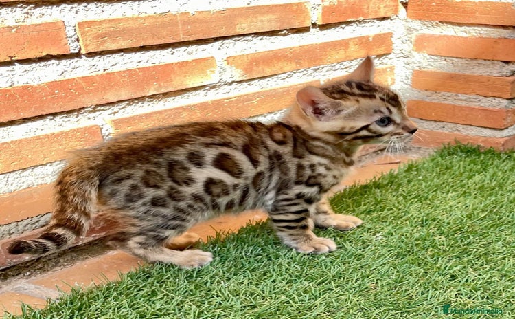 Bengalí gatos - Anuncio 1