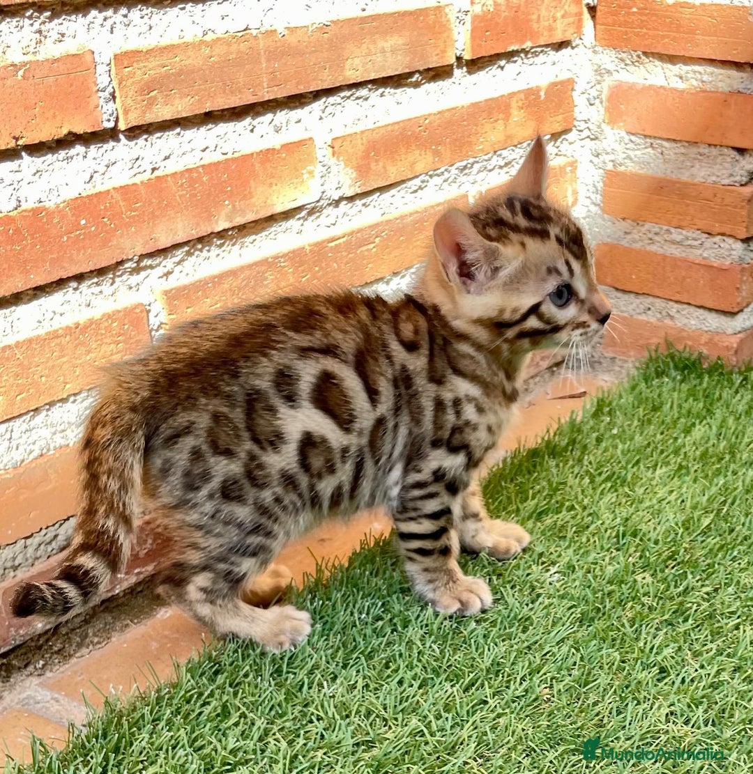 Bengalí gatos en venta: CAMADA DE CACHORROS DE BENGALIS - Imagen 1