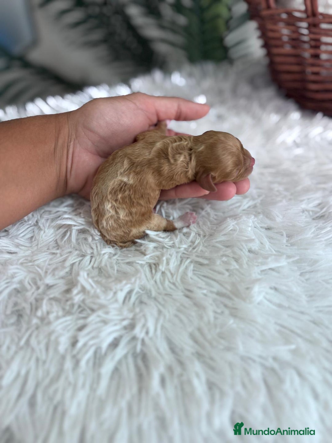 Caniche Toy perros en venta: CANICHE TOY HEMBRA Mascotas del sur - Imagen 8