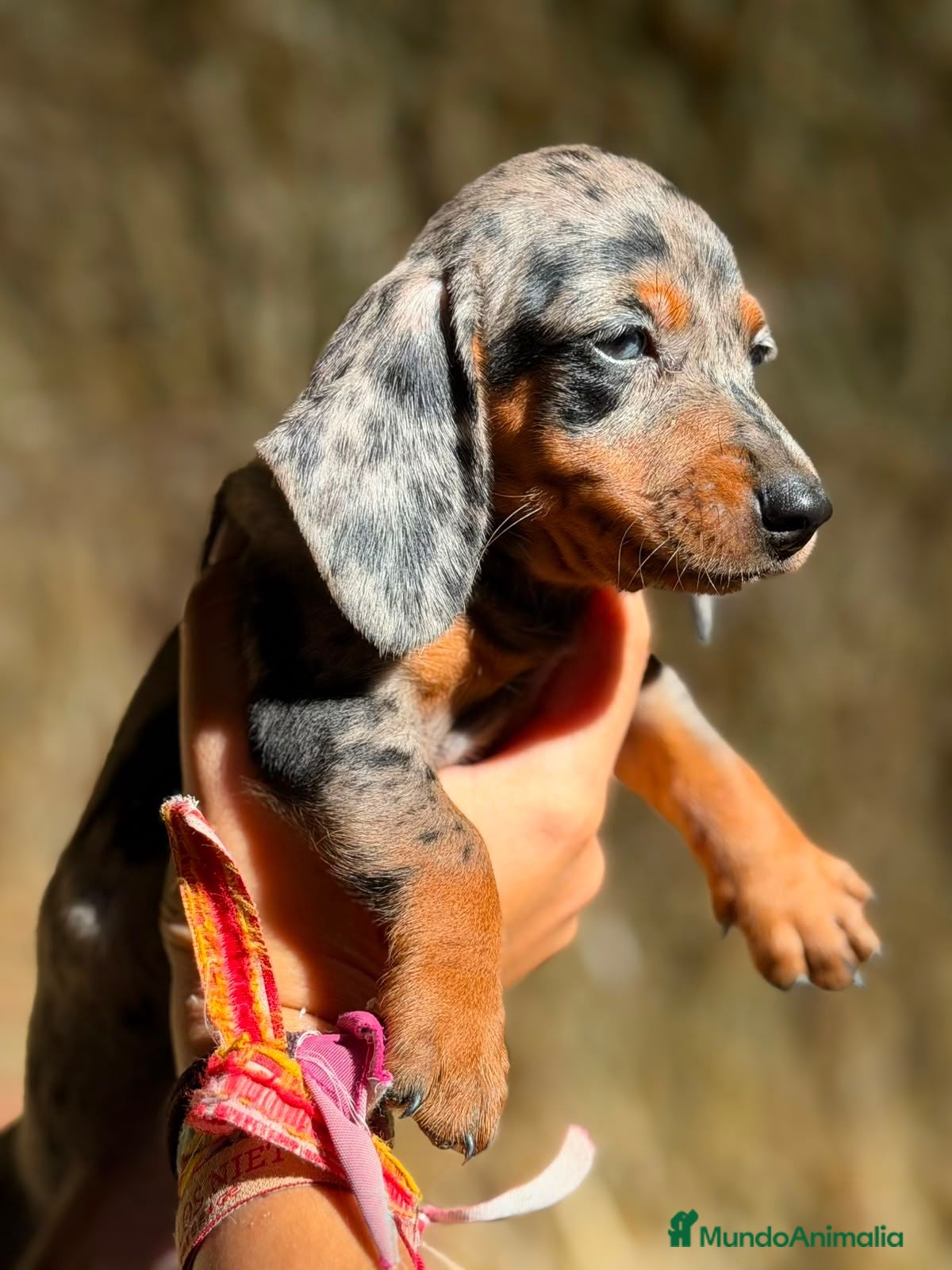 Teckel Miniatura perros Disponible Teckels Hembra de Calidad  - Anuncio 2