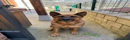 Pastor Alemán perros para monta: Pastores alemanes para monta  - Anuncio 3