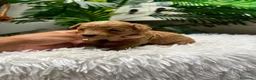 Maltipoo perros en venta: MALTIPOO-75%CANICHE/25%BICHON MALTES - Anuncio 5