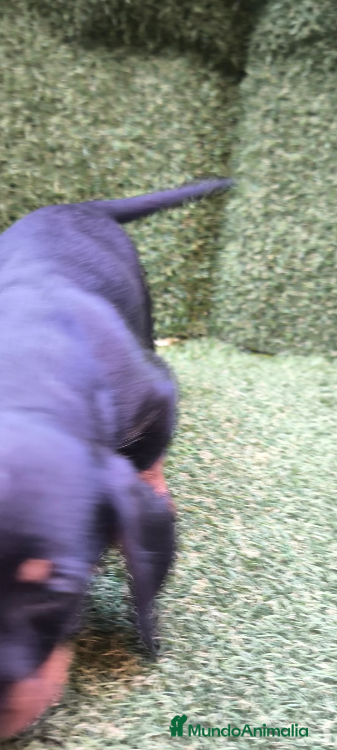 Teckel Miniatura perros en venta: teckel canichen  negro fuego  - Imagen 6