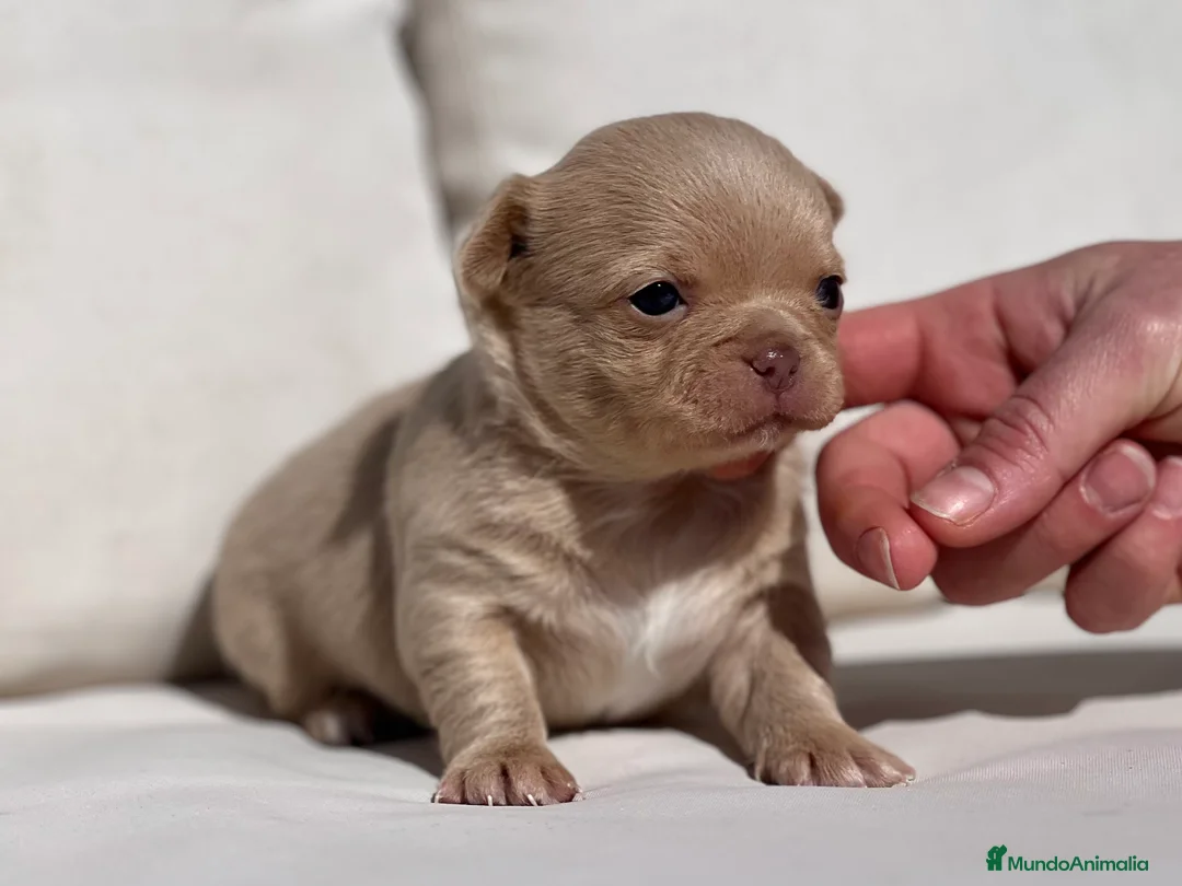 Chihuahua perros en venta: CHIHUAHUA CREMA LÍNEA RUSA CABEZA DE MANZANA - Anuncio 1