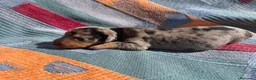 Teckel perros en venta: perro salchicha bebe en Madrid - Anuncio 4