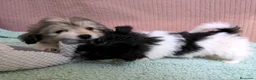 Bichón Habanero perros en venta: Machitos de bichon habanero - Anuncio 24