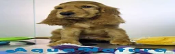 Cocker Spaniel Inglés perros en venta: Cocker Spaniel Macho - Anuncio 10