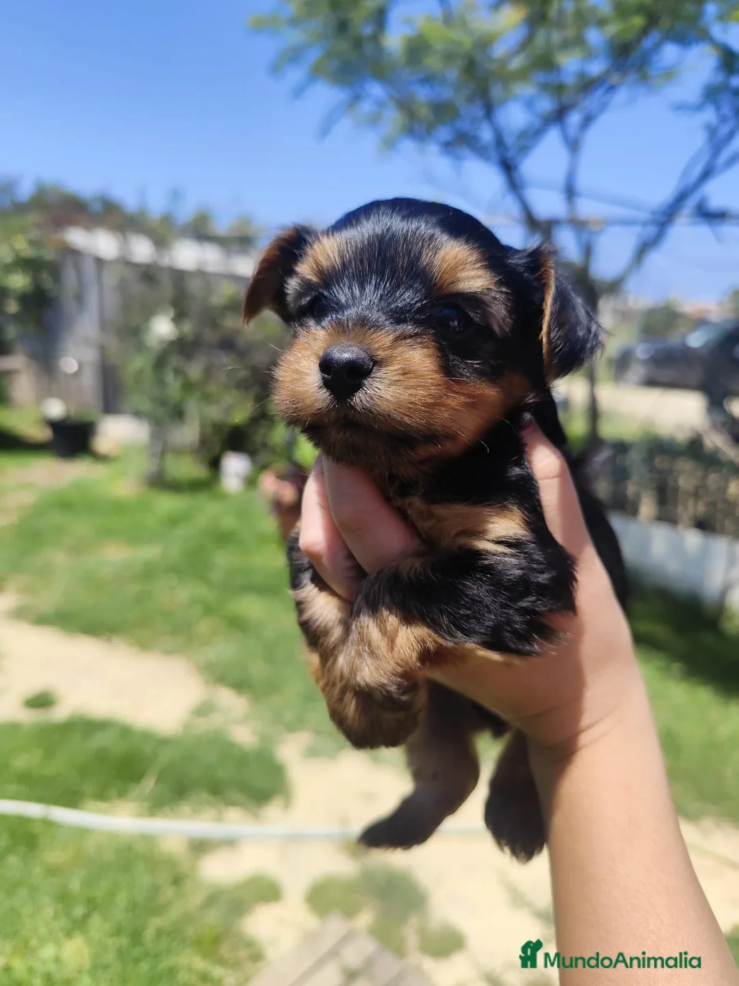 Yorkshire Terrier perros en venta: Yorkshire toy - Anuncio 1